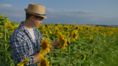 The-farmer-man-is-watching-and-touching-the-sunflowers.-He-enjoys-the-great-weather-in-the-sunflower-field.-Beatifull-day-in-nature.